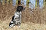 SETTER ANGLAIS 059